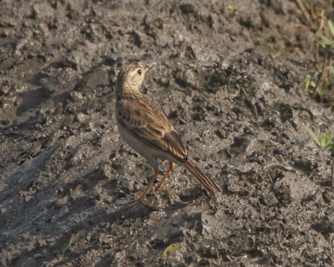 Blyth's Pipit - Debojyoti Chakraborty