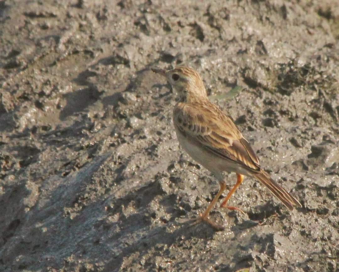 Blyth's Pipit - ML500395871