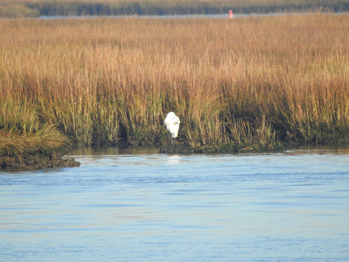 Great Egret - ML500396221