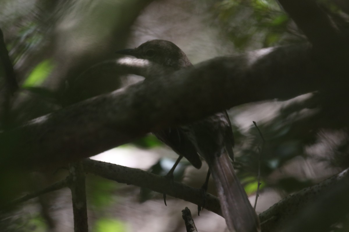 Bahama Mockingbird - ML500396531