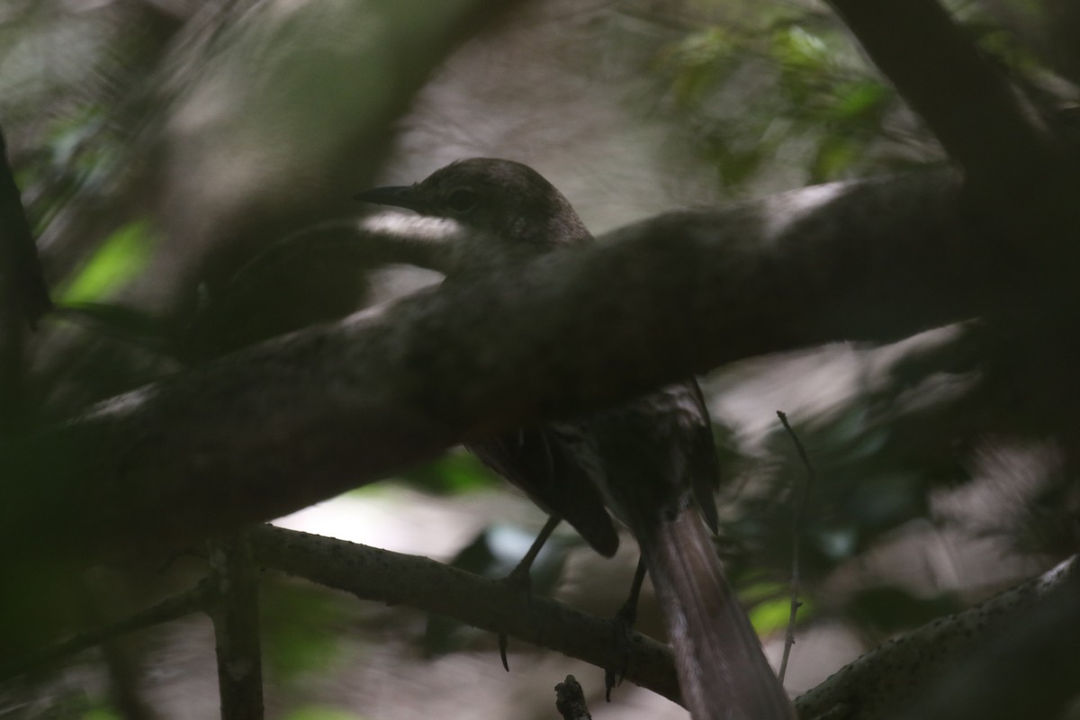 Bahama Mockingbird - ML500396541