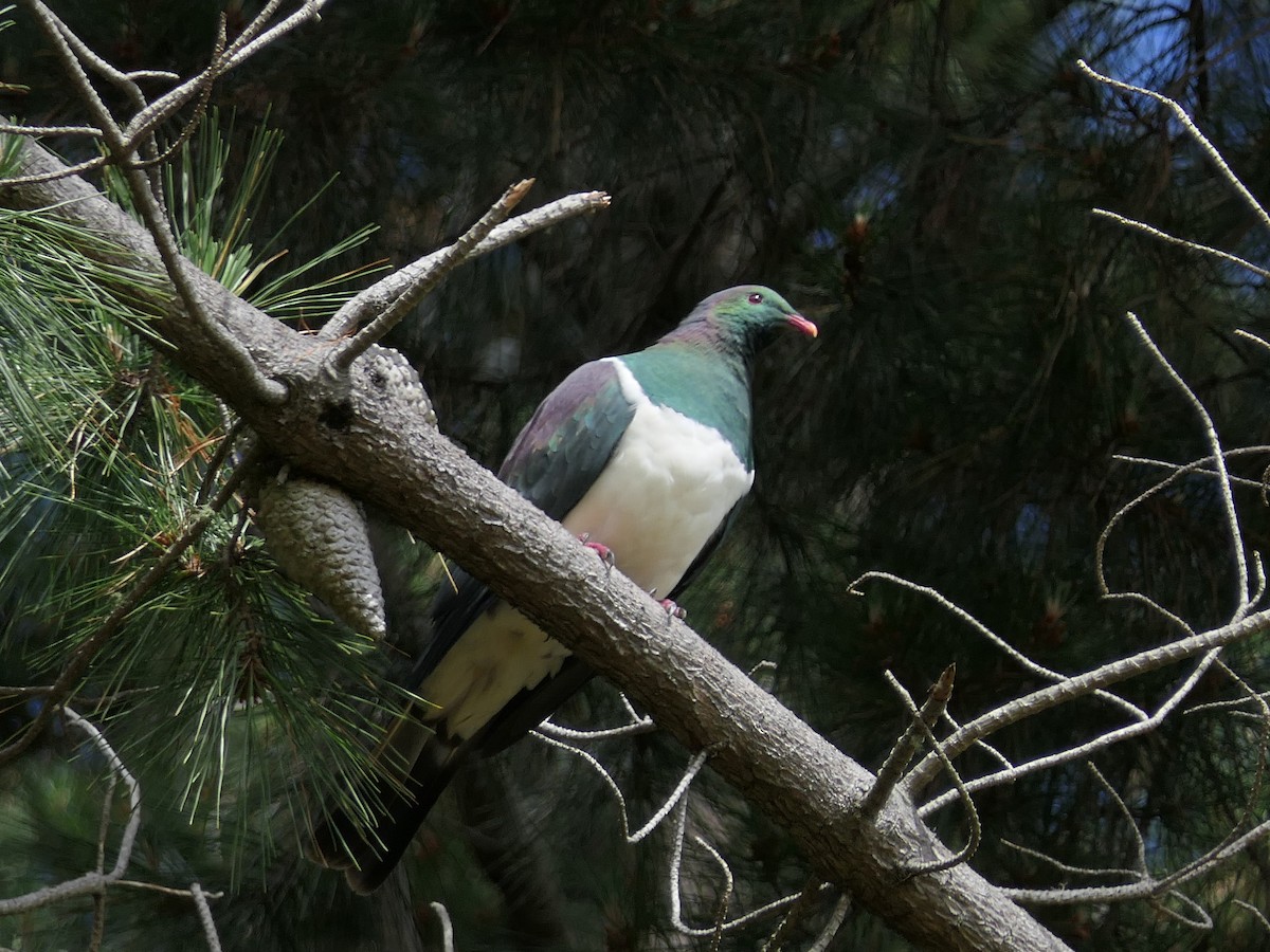 New Zealand Pigeon - Jim Kirker