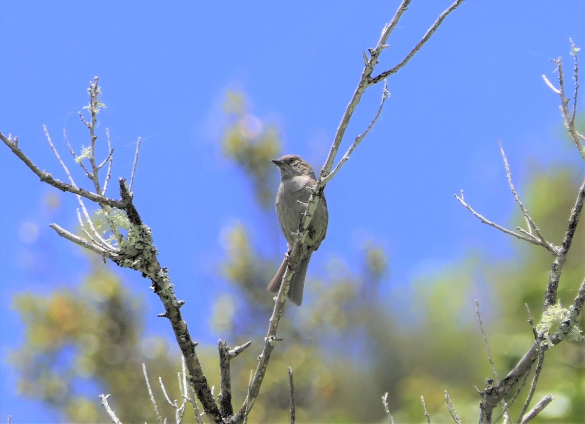 Dunnock - ML500397551