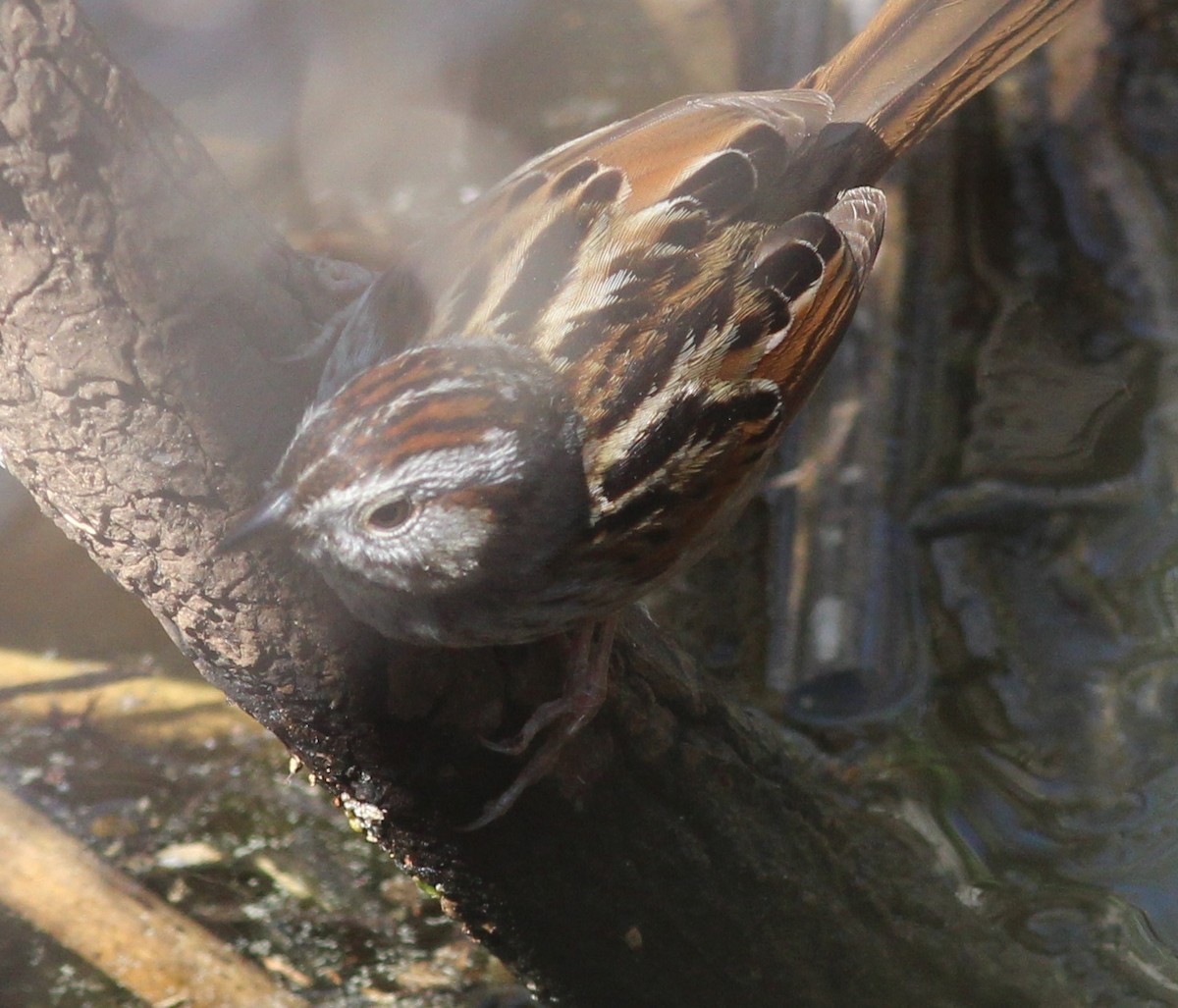 Swamp Sparrow - ML50039771
