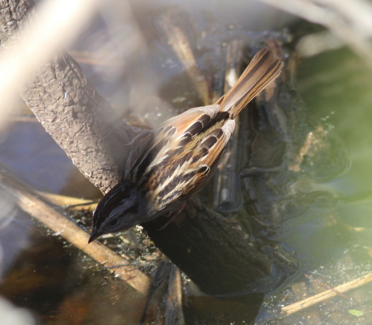 Swamp Sparrow - ML50039791