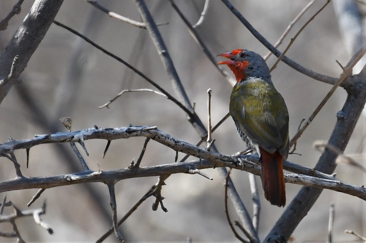 Green-winged Pytilia - ML500399951