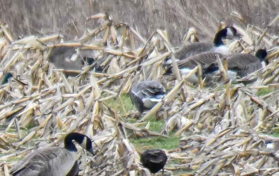 Pink-footed Goose - ML50040011