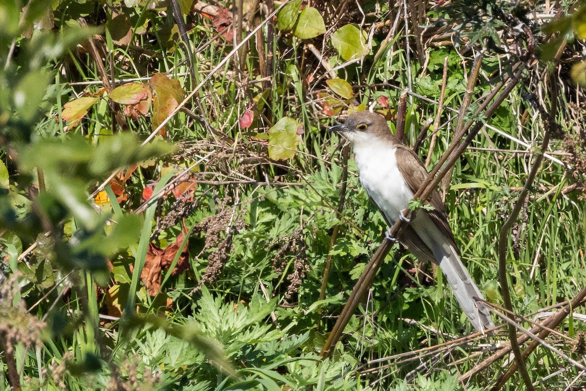 Black-billed Cuckoo - ML500400511