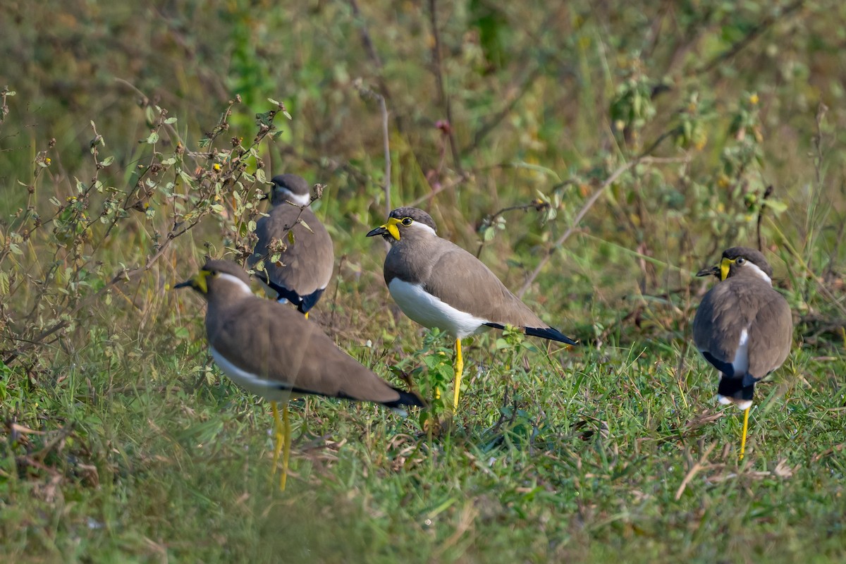 Yellow-wattled Lapwing - ML500400621