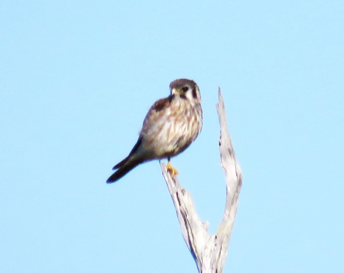 American Kestrel - Judy Robichaux