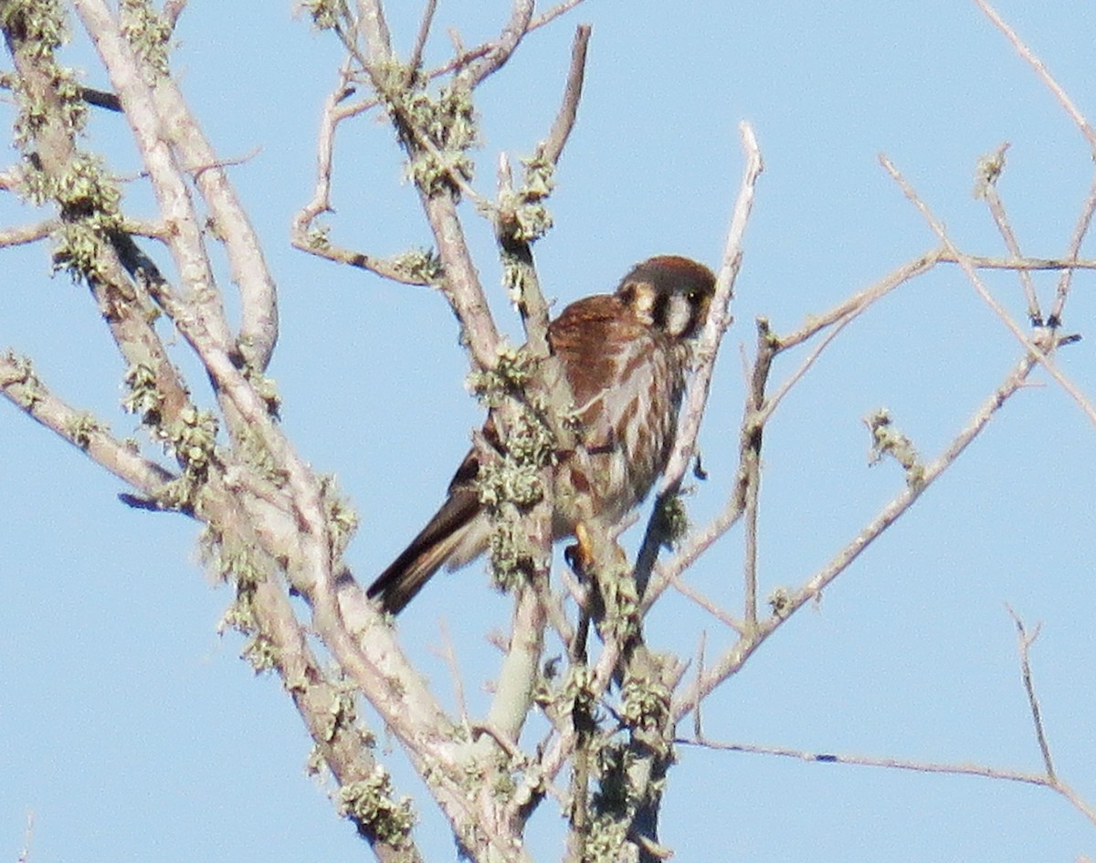 American Kestrel - Judy Robichaux