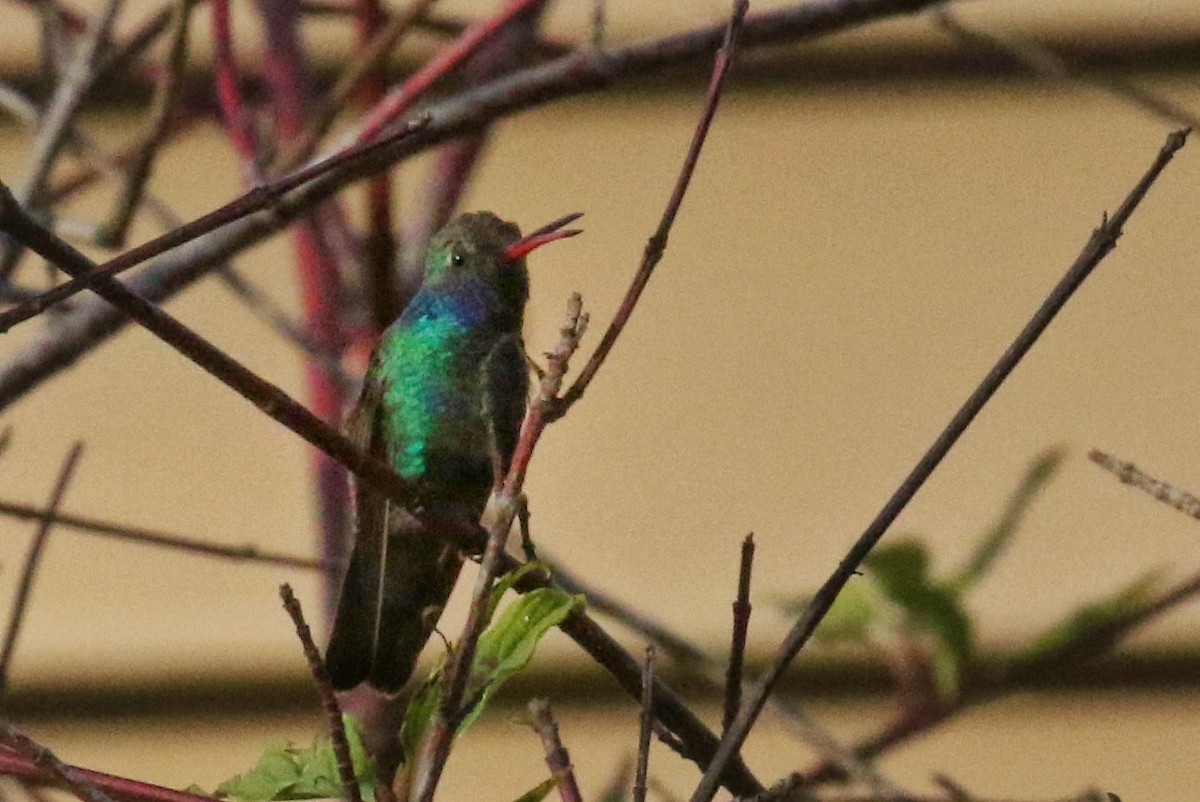 brednebbkolibri - ML500406911