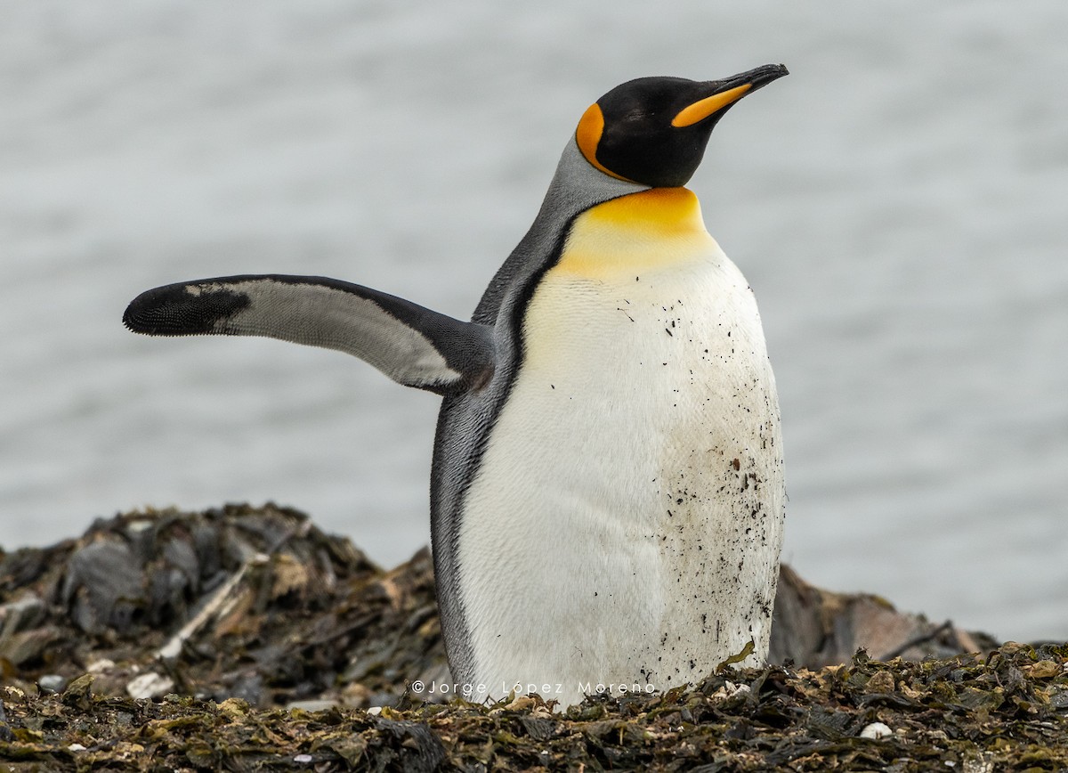 King Penguin - Jorge Lopez Moreno