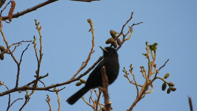 White-winged Black-Tyrant - ML500408541