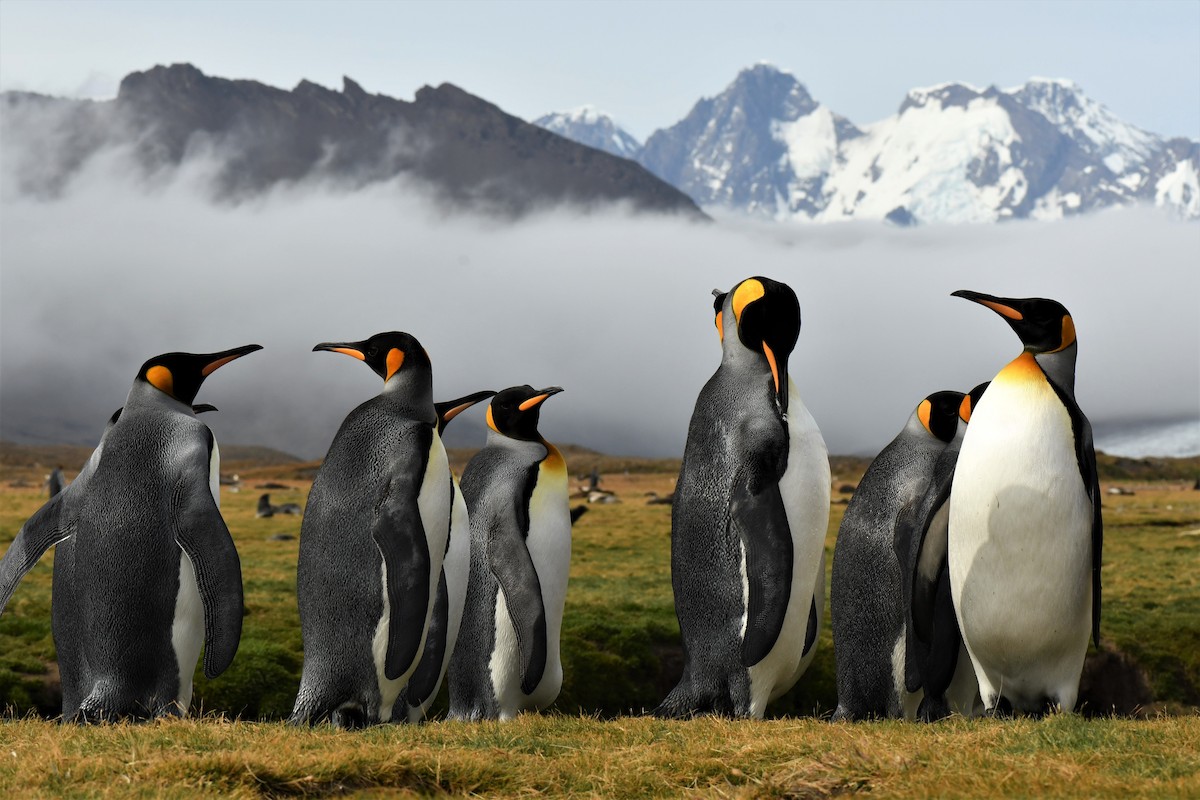 tučňák patagonský - ML500408641