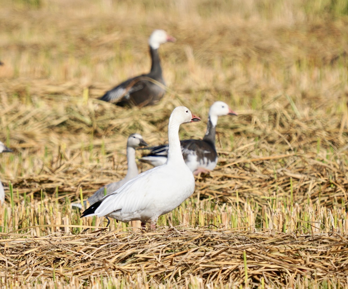 Snow Goose - ML500408861