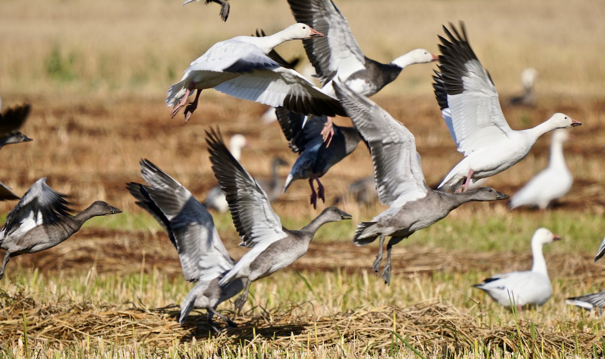 Snow Goose - ML500408871