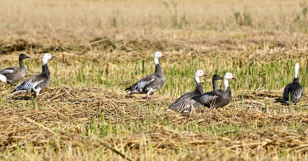 Snow Goose - Paul Friesen