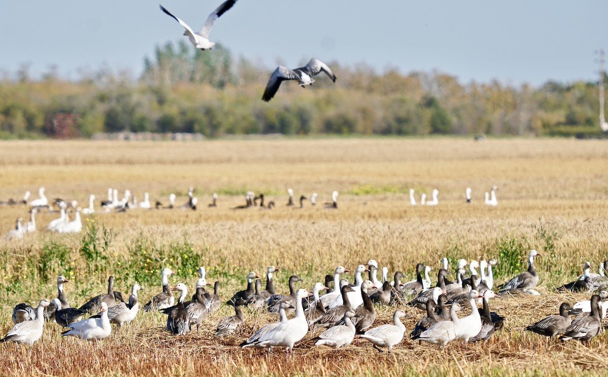 Snow Goose - ML500408891