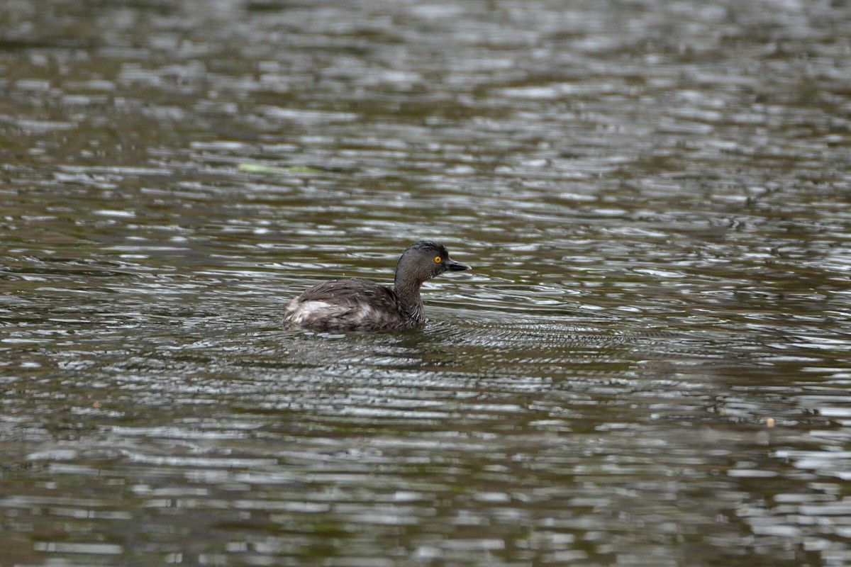 Least Grebe - ML500409241