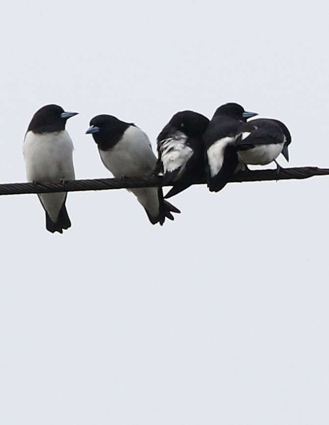 Great Woodswallow - ML500409801