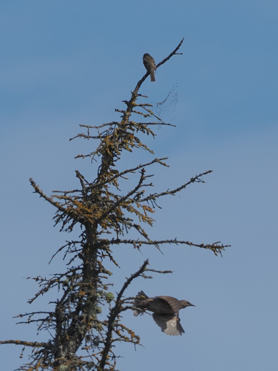 European Starling - ML500409821