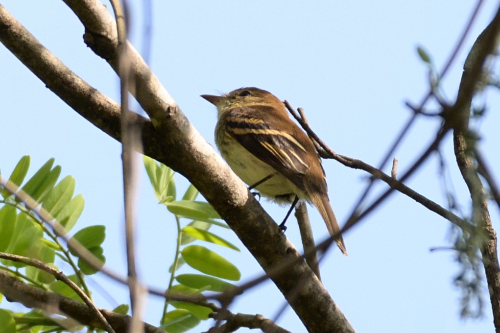 Bran-colored Flycatcher - ML500410811