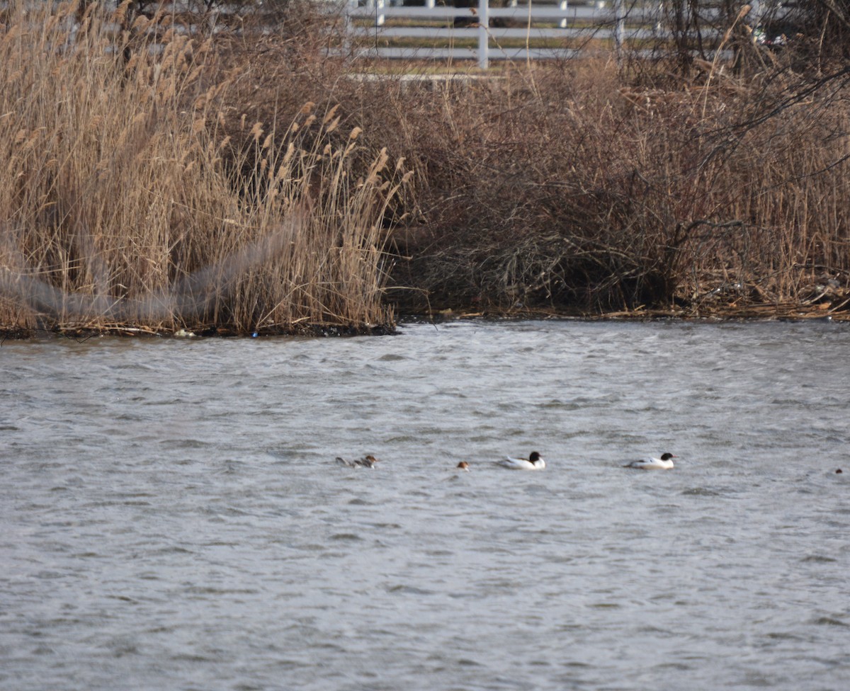 Common Merganser - ML50041111