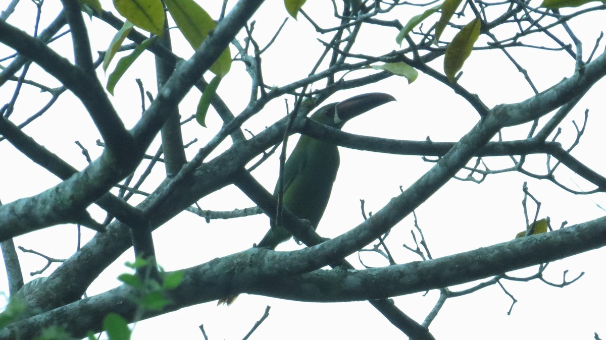 Crimson-rumped Toucanet - Jerson Marin (@rojo_pajarero)