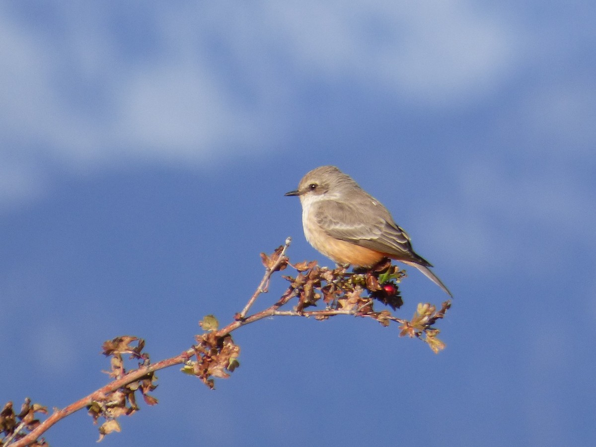 Vermilion Flycatcher - ML500412511