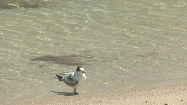 שחפית צהובת-מקור - ML500412591