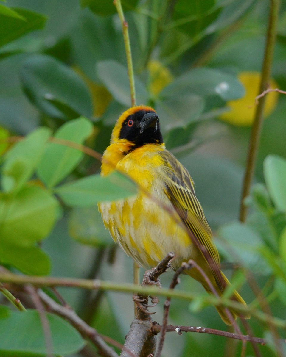 Southern Masked-Weaver - ML500412871