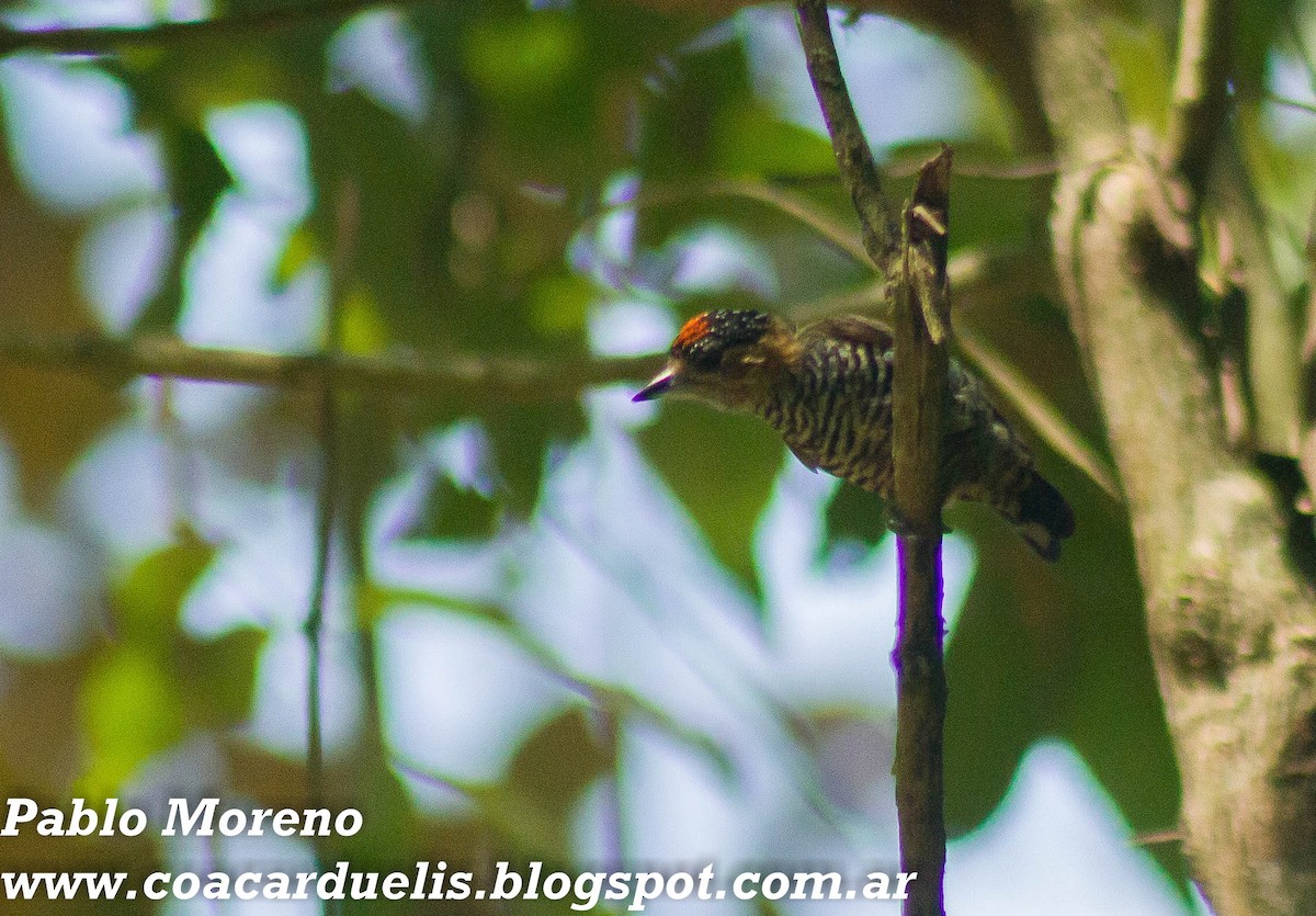 Ochre-collared Piculet - Pablo Moreno