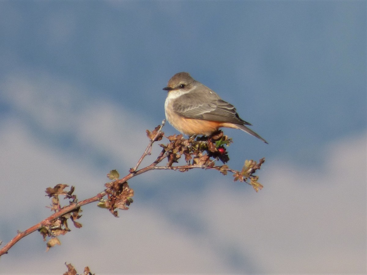 Vermilion Flycatcher - ML500413361