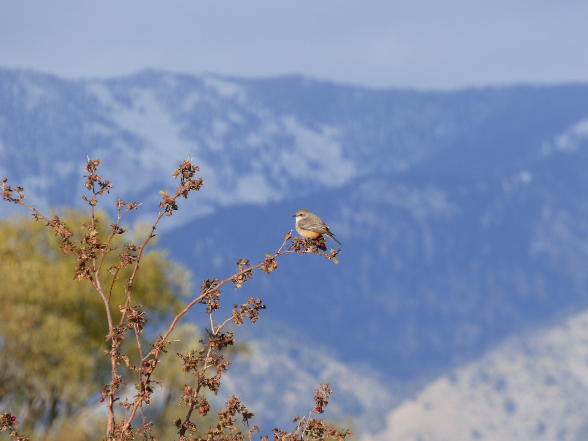 Vermilion Flycatcher - ML500413371