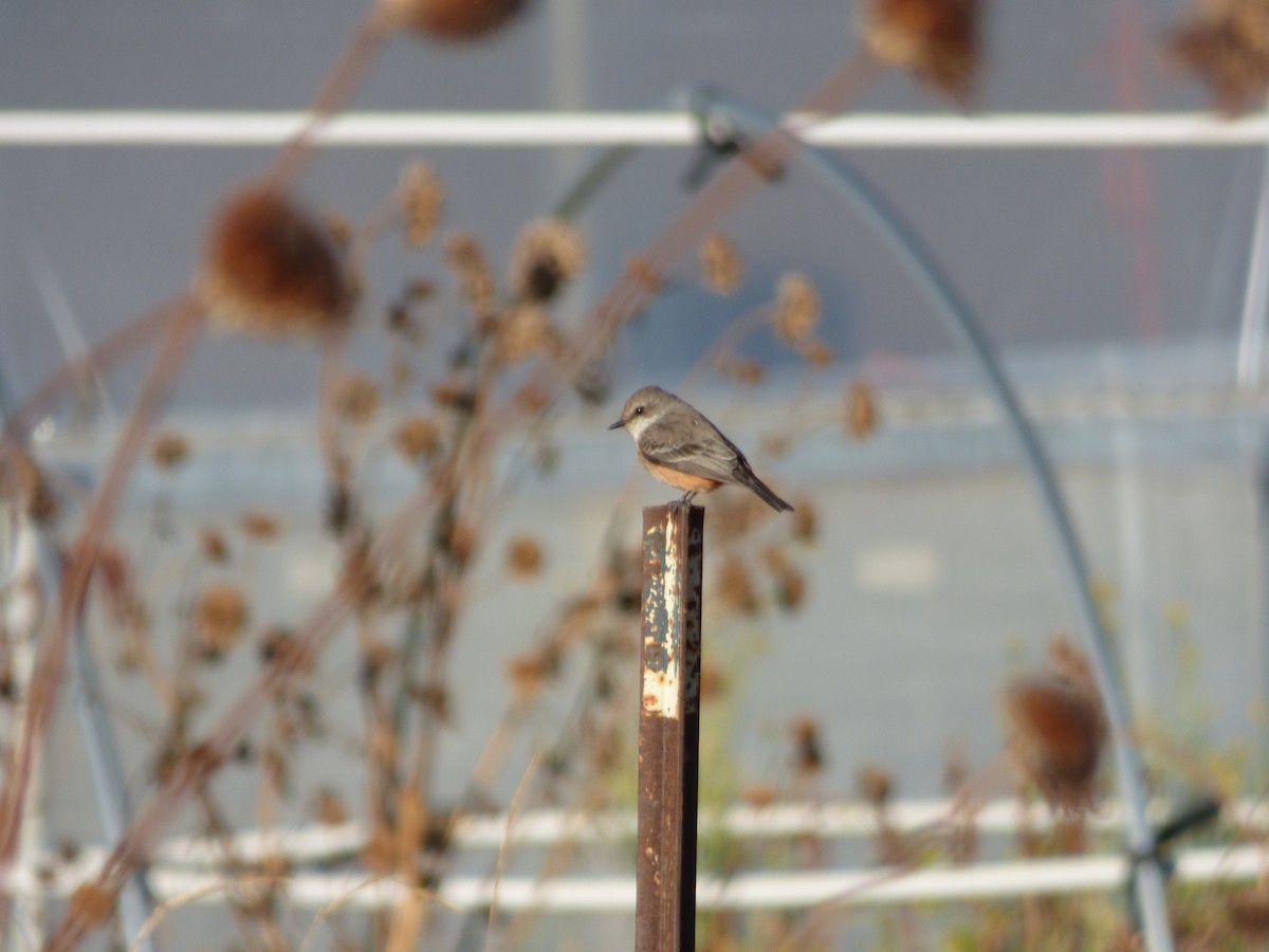 Vermilion Flycatcher - ML500413381