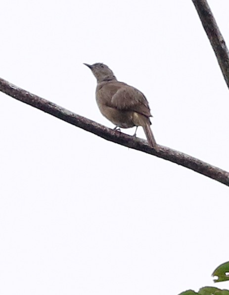 Plain Honeyeater - ML500413891