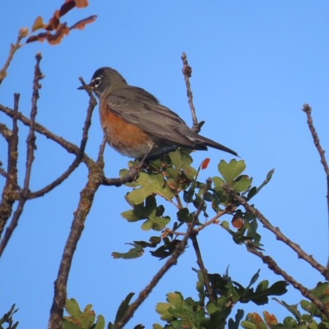 American Robin - ML500414011