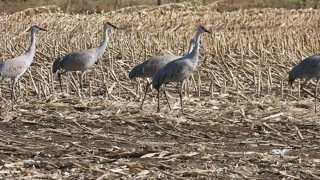 Sandhill Crane - ML500414351