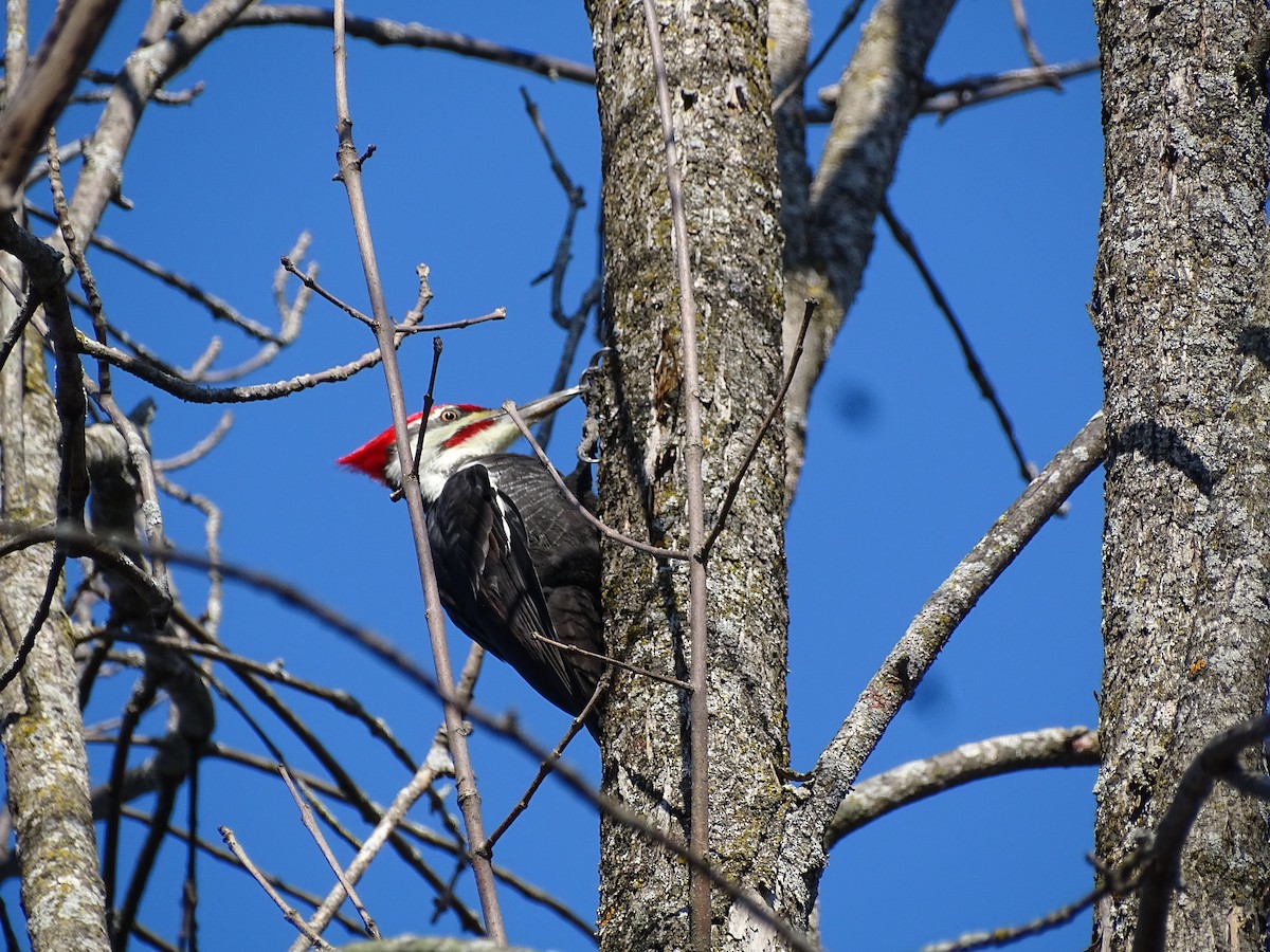 Pileated Woodpecker - ML500414701