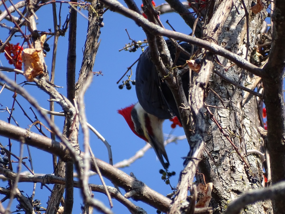 Pileated Woodpecker - ML500414711