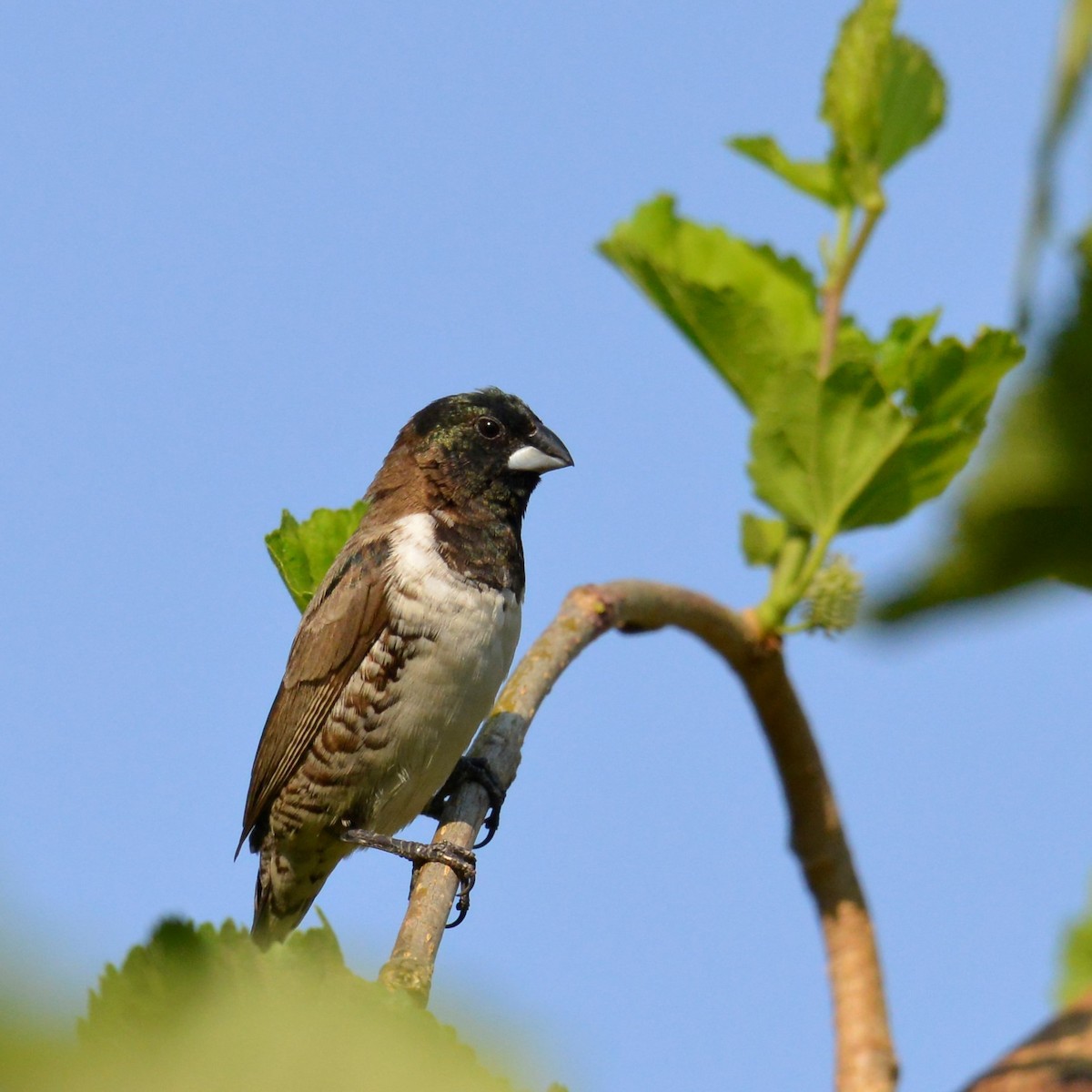 Tunç Renkli Munya - ML500415321