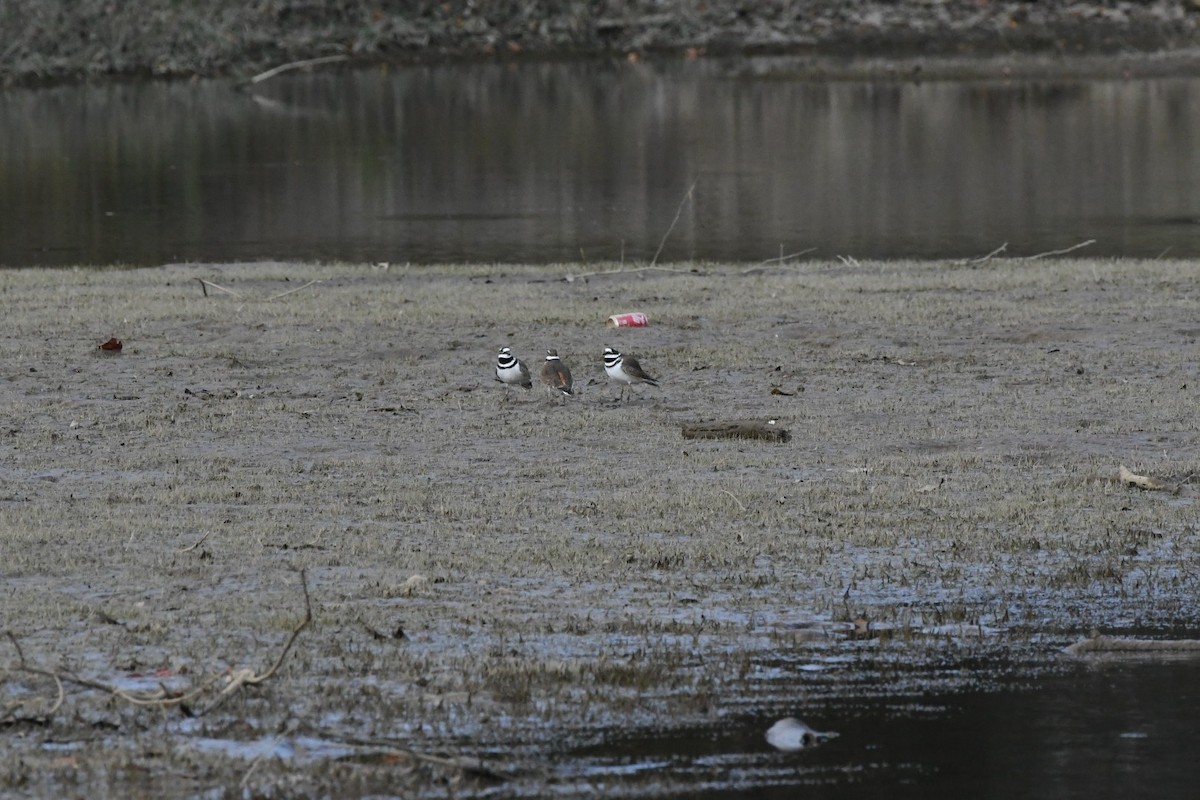 Killdeer - ML500415401