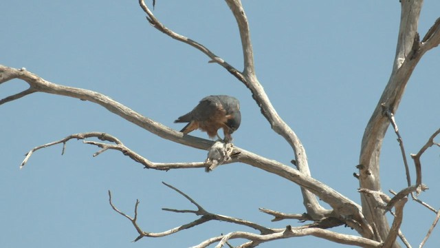 Alcotán Australiano - ML500416151