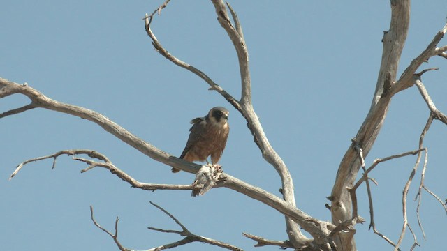 Alcotán Australiano - ML500416231