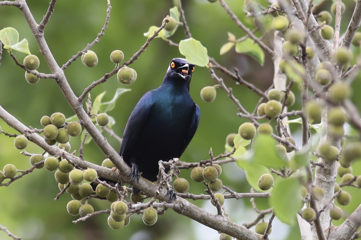 Black-bellied Starling - Gil Ewing