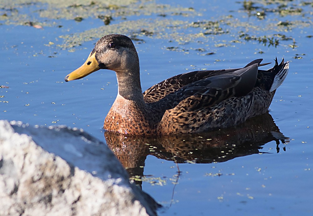 Mallard x Mottled Duck (hybrid) - ML50041841