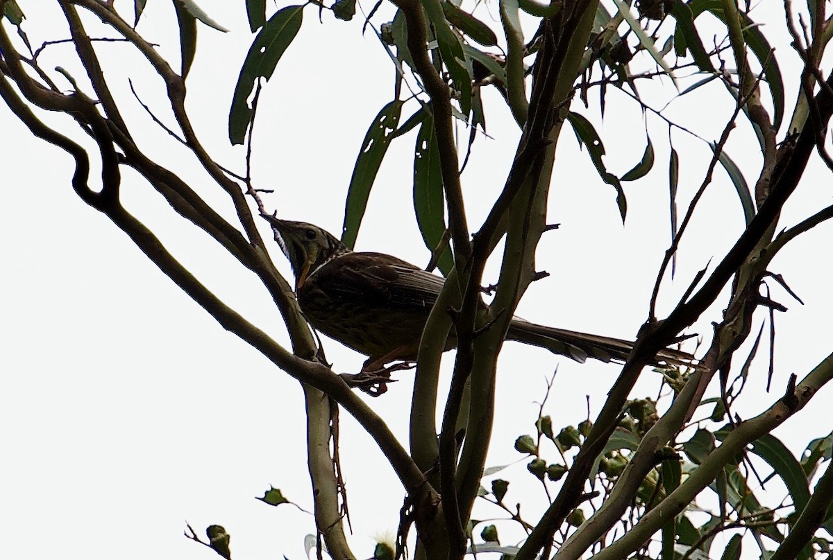 Yellow Wattlebird - ML500418521