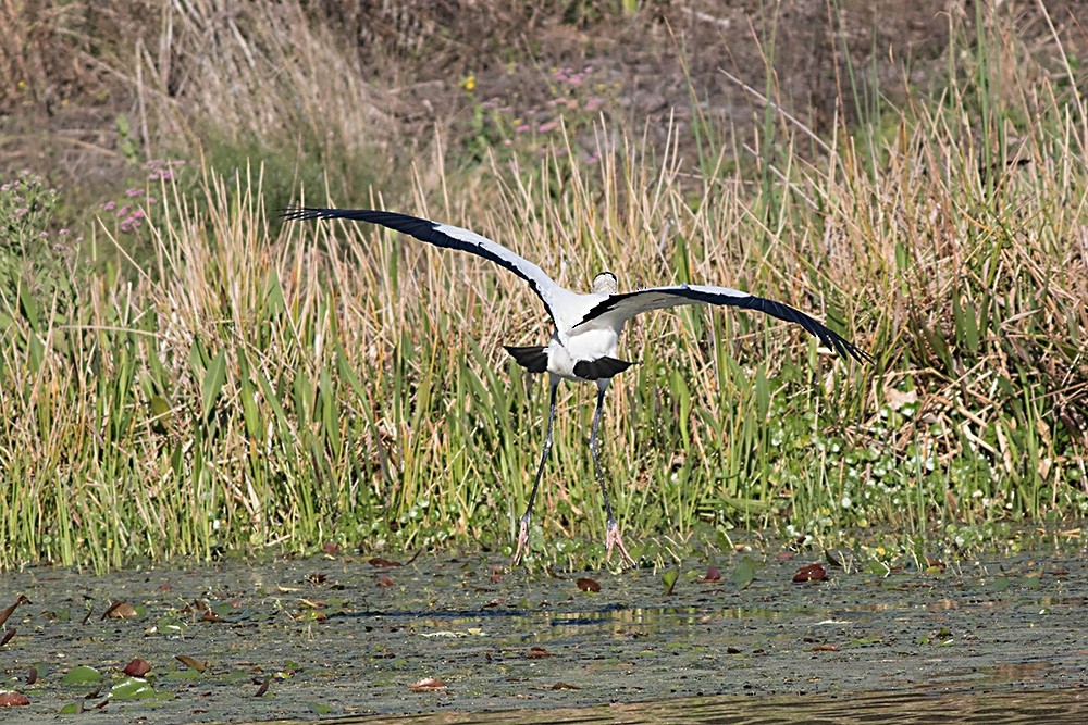 Wood Stork - ML50041911