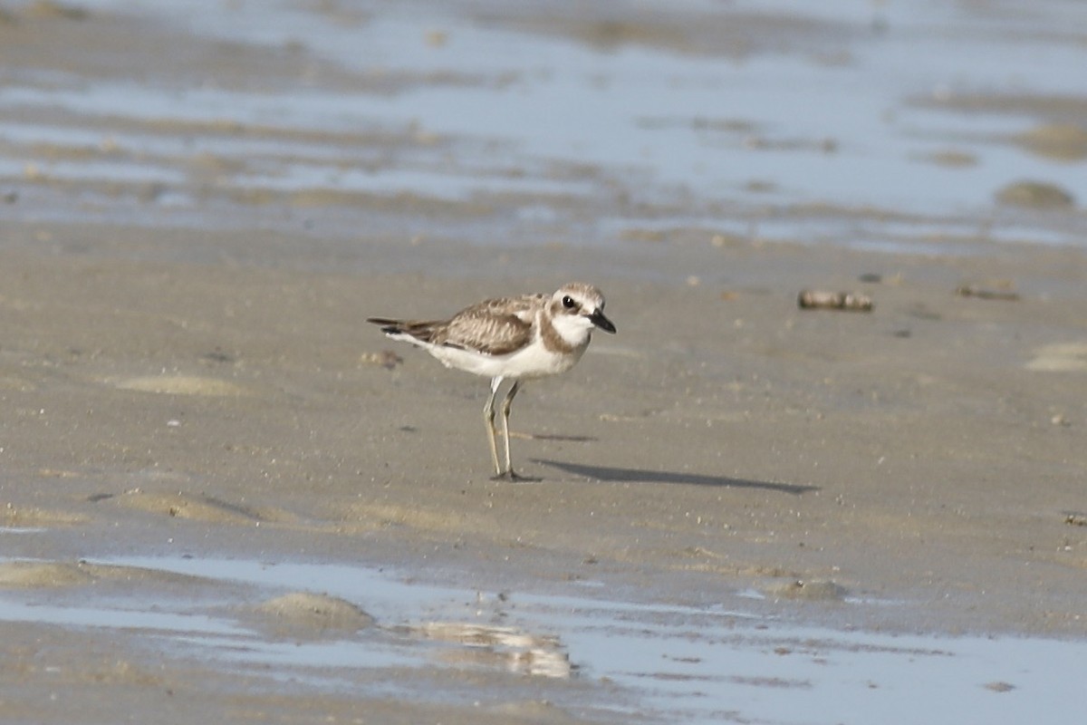 Greater Sand-Plover - Gil Ewing